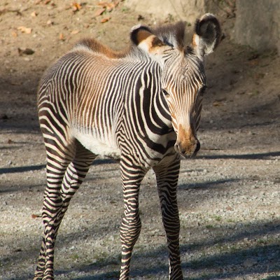 Salzburger Zoo (Salzburg Zoo)