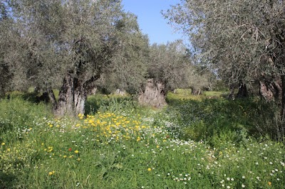 أشجار الزيتون القديمة (Ancient Olive Trees)