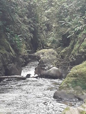 Cueva de los Guacharos (La Cueva de los Guacharos)