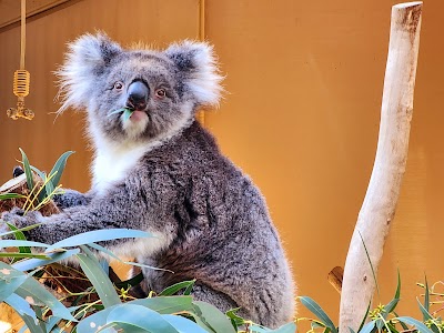 Cleland Wildlife Park