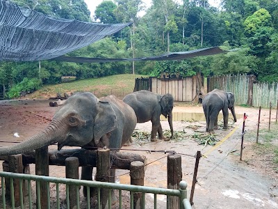 Kampung Pemuliharaan Gajah Kenyir (Kenyir Elephant Conservation Village)