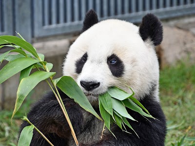 神戸市立王子動物園 (Kobe Oji Zoo)