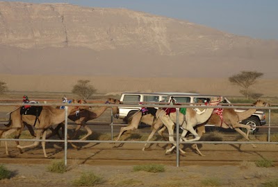 حلبة سباق الهجن بالبريمي (Al Buraimi Camel Racing Track)