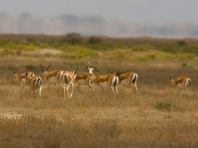 Şirvan Milli Parkı (Shirvan National Park)