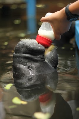 Centro de Rescate de Manatíes Amazónicos (Amazonian Manatee Rescue Center)