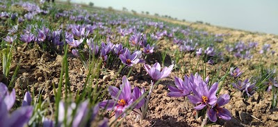 تربت حیدریه (Torbat-e Heydarieh)