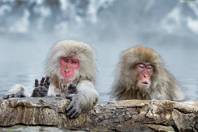 地獄谷野猿公苑 (Jigokudani Monkey Park)