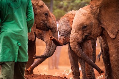 David Sheldrick Wildlife Trust