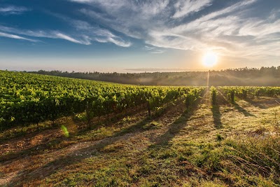 Barossa Valley