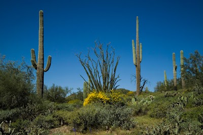 Desierto de Sonora (Sonora Desert)