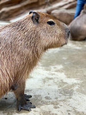 神戸どうぶつ王国 (Kobe Animal Kingdom)