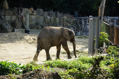 Tiergarten Schönbrunn (Vienna Zoo)