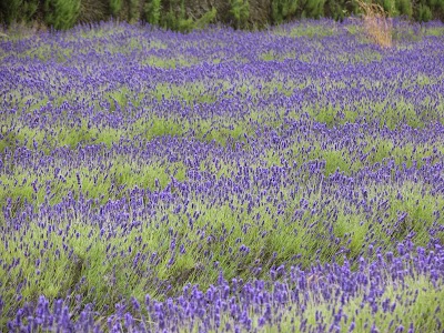 Farmy Lawendowe Jersey (Jersey Lavender Farm)