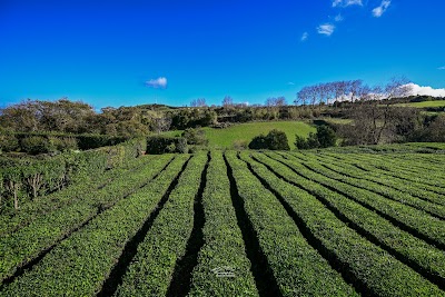 Fábrica de Chá Gorreana (Gorreana Tea Factory)