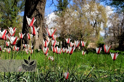 باغ گیاه‌شناسی البرز (Alborz Botanical Garden)