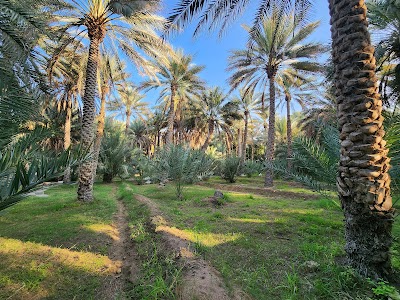 واحة العين (Al Ain Oasis)