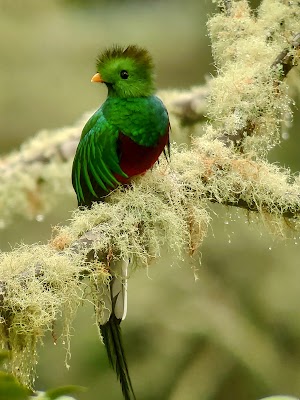 Parque Nacional Los Quetzales (Los Quetzales National Park)