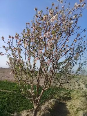 پشتون زرغون (Pashtun Zarghun)