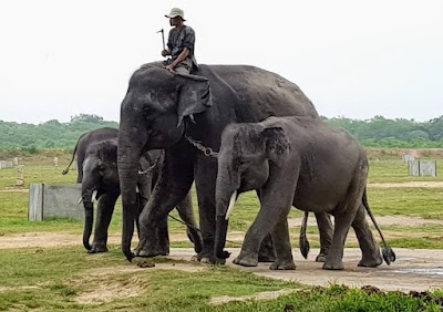 Taman Nasional Way Kambas (Way Kambas National Park)