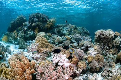 Taman Nasional Wakatobi (Wakatobi National Park)