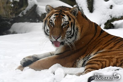 Rīgas Zoodārza (Riga Zoo)