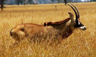 Ruma National Park