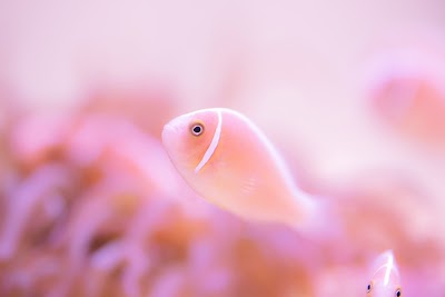 鳥羽水族館 (Toba Aquarium)