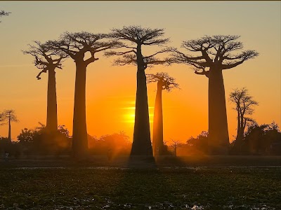 Allee des Baobabs (Avenue of the Baobabs)