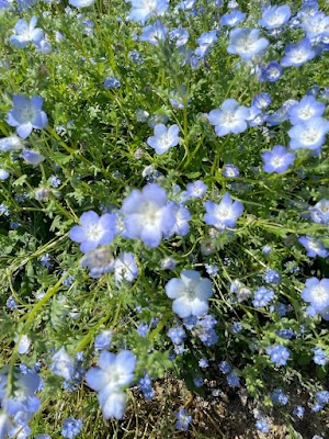 浜名湖ガーデンパーク (Hamanako Garden Park)