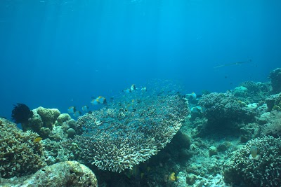 Taman Laut Bunaken (Bunaken Marine Park)