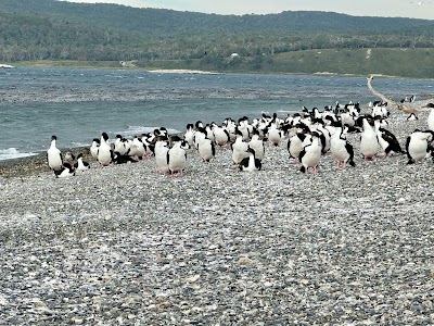 Colonia de Pingüinos Isla Martillo (Martillo Island Penguin Colony)