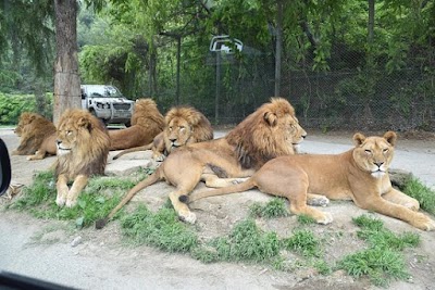 群馬サファリパーク (Gunma Safari Park)