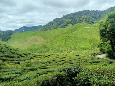 Tanah Tinggi Cameron (Cameron Highlands)