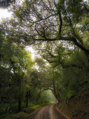 Montagne d'Ambre (Montagne d'Ambre)