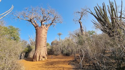 Réserve Reniala (Reniala Reserve)