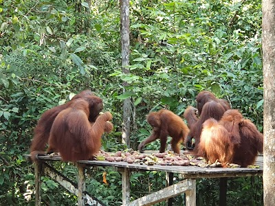  taman nasional Tanjung Puting (Tanjung Puting National Park)