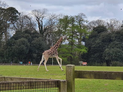 Páirc Fiadhúlra Fota (Fota Wildlife Park)