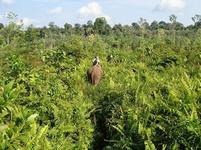  Taman Nasional Pelalawan (Pelalawan National Park)