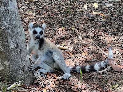 Park Lemur (Lemurs' Park)