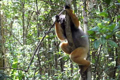 Fikambanana Manokana Analamazaotra (Analamazaotra Special Reserve)