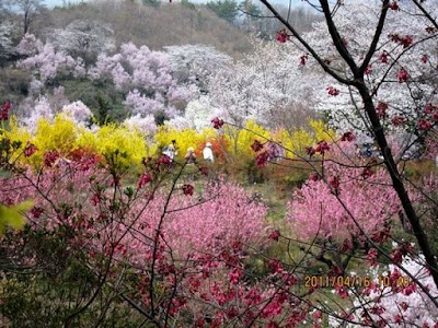 花見山公園 (Hanamiyama Park)