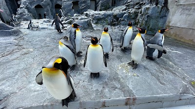 旭山動物園 (Asahiyama Zoo)