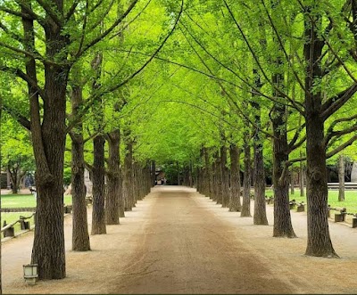 남이섬 (Nami Island)