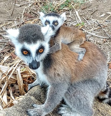 Réserve Communautaire Anja (Anja Community Reserve)