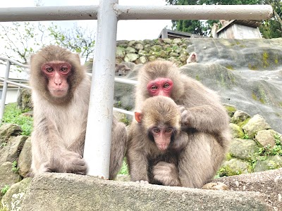 高崎山自然動物園 (Takasakiyama Natural Zoo)