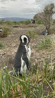 Isla Martillo (Martillo Island)