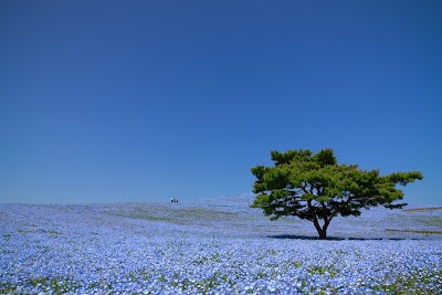 ひたち海浜公園 (Hitachi Seaside Park)