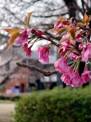 蕨市八ツ橋公園 (Warabi City Yatsuhashi Park)