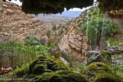 بساتين الزيتون في الجبل الغربي (Al Jabal al Gharbi Olive Groves)