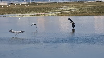 Jahra Pools Nature Reserve